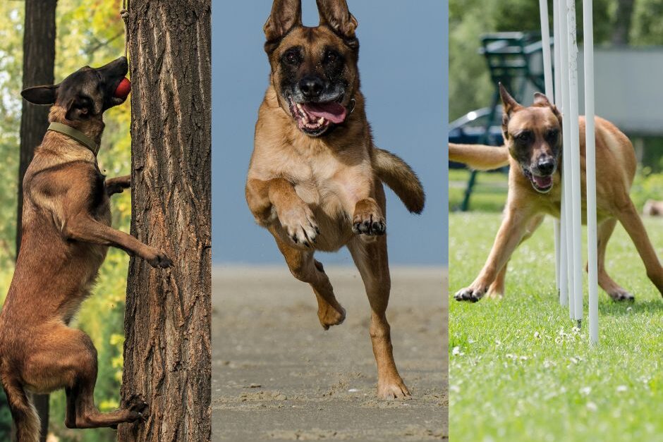 MALINOIS_CHIEN_ACTIF